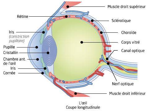 Schéma de coupe longitudinale de l'oeil