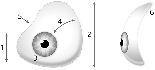 Schéma descriptif d'une prothèse oculaire